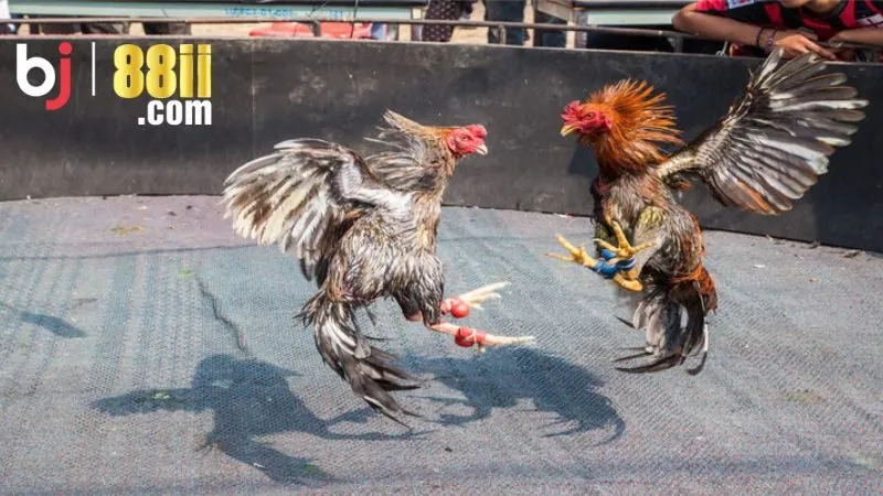 Đá Gà BJ88 - Cẩm Nang Kinh Nghiệm Đá Gà Trực Tuyến 3 Hãy phân tích kỹ tướng chiến kê