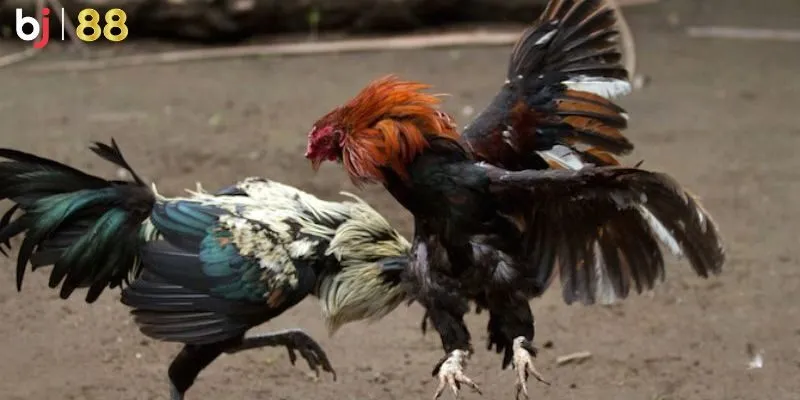 Đá Gà Cựa Sắt BJ88 - Bộ Môn Truyền Thống Hot Nhất Việt Nam 2 Luật Đá Gà Cựa Sắt Mà Tân Thủ Cần Nắm Rõ